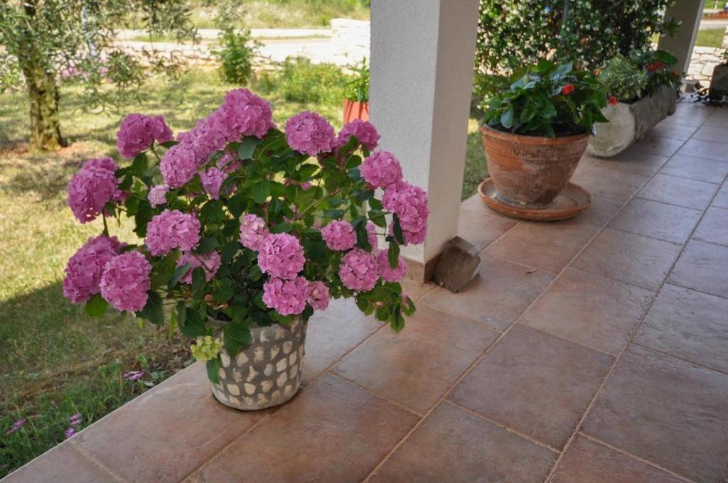 Ferienwohnung Angela Novigrad Istria Exterior foto
